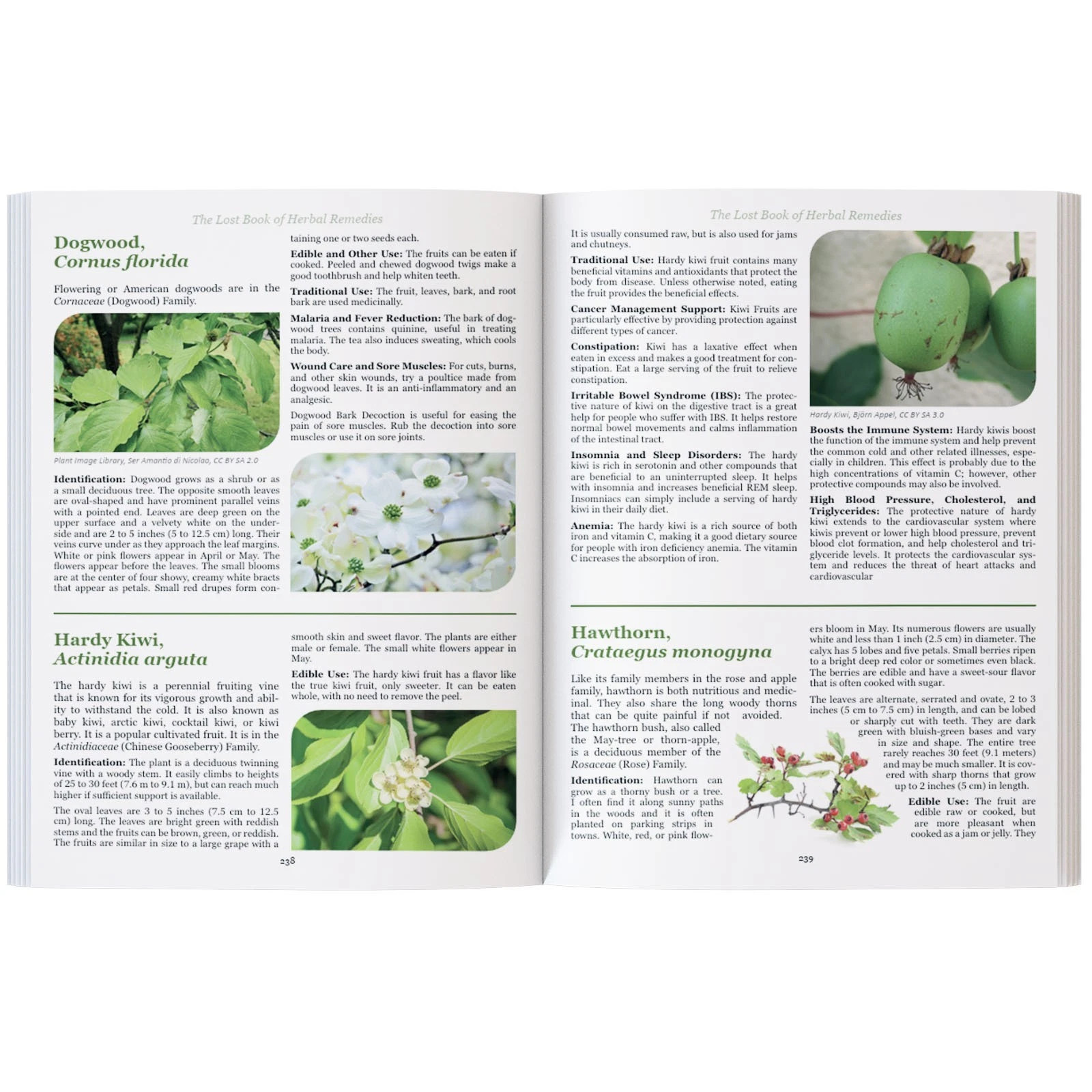 The Lost Book of Herbal Remedies-Paperback with Color Pictures
