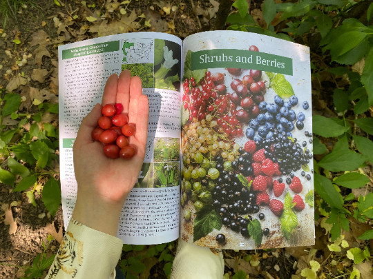The Forager’s Guide to Wild Foods (paperback with color pictures)