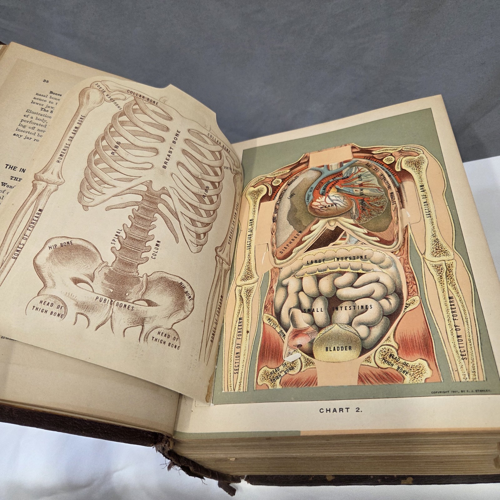 Medicology or Home Encyclopedia of Health 1906 Joseph Richardson 10 volumes in 1